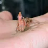 cutest_mantises