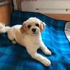 rebeccacrowley79