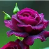 dlsozmhamad1