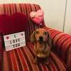 belladachshund