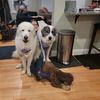 graymainedawgs