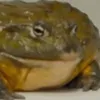 nemofortite