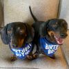 griffey_gus_dachshunds