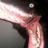 canineko