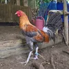 juanitogamefarm