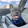 pascalthefrenchie.nm