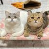 jinro_jjampong