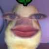 hini4nggi
