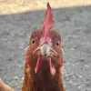 asmrpig