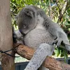 korpulenterkoala