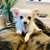irishchihuahuacooper