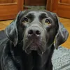 gerdachocolabrador