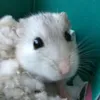 mareta_tiktok