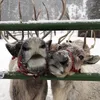 ༄🎅𐮚🦌𝐌𝐎 𝐘 𝐉𝐀𝐙☃️𐮚🎄༄
