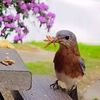 birdinglady