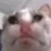 ahleleleahlelasscary