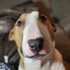 titobullterrierboy