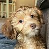 ashertheyorkiepoo