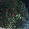 haval.akreyi77