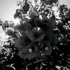 victoria.star