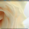 stephxie1