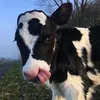 izubela3