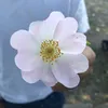 alima_330