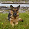 meabh.the.gsd