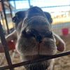 marioo_629