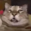 mkmdms