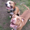 pitbull_lovers2