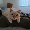 meowmixerelixir