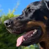 beauceronattitude