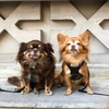 chihuahuas_myloandcooper