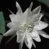 sinyozein08