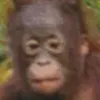 adamkos01
