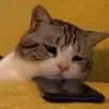 meowonmute