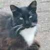 trishevans75