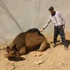 atbirosouss