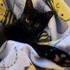 catcatastrophe6