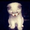 chikypaw