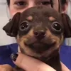 artmikl