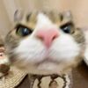 gamercat441