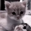 mrpetr1ch