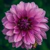 _omahmad1