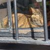catsinthecraddle34
