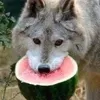 kuuukuuk