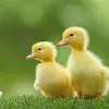 patoquackquac7