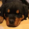 my_lovely_rottweiler