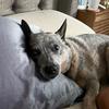 lemmytheheeler